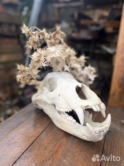 Череп медведя (иммитация)
