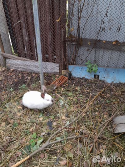 Кролик самец