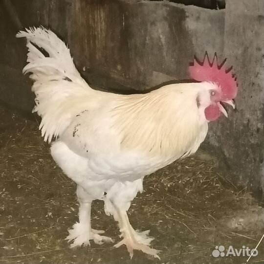 Петух брама