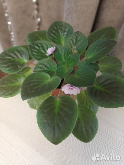 Фиалка цветущая