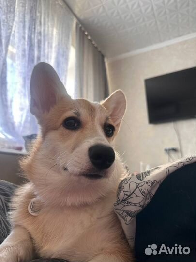 Вельш-корги пемброк