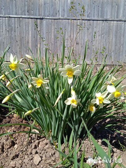 Смородина,мята, лук, цветы