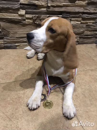 Вязка кобель бигль