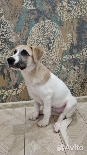 Собаки бесплатно