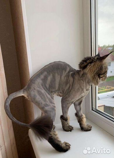 Стрижка кошек