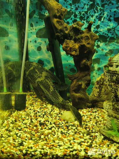 Парчевый сом