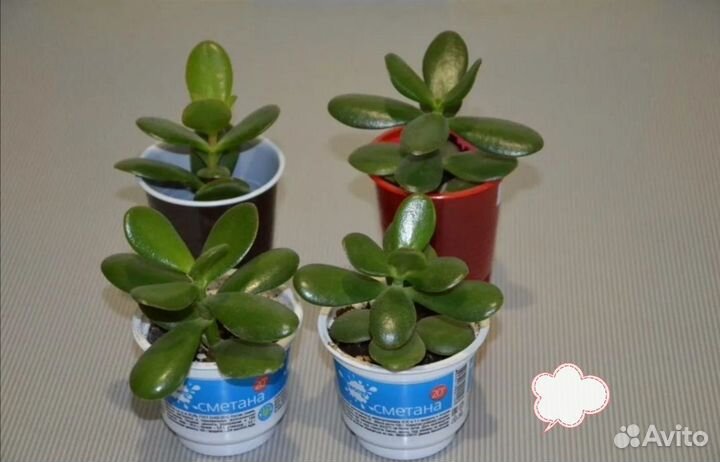 Толстянка денежное дерево