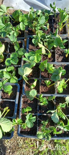 Рассада клубники