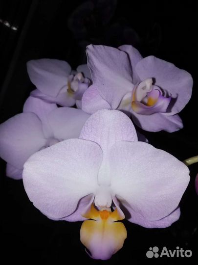 Орхидея фаленопсис