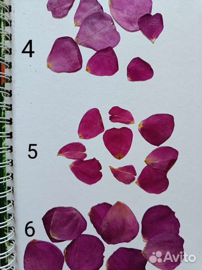 Сухоцветы. Гербарий