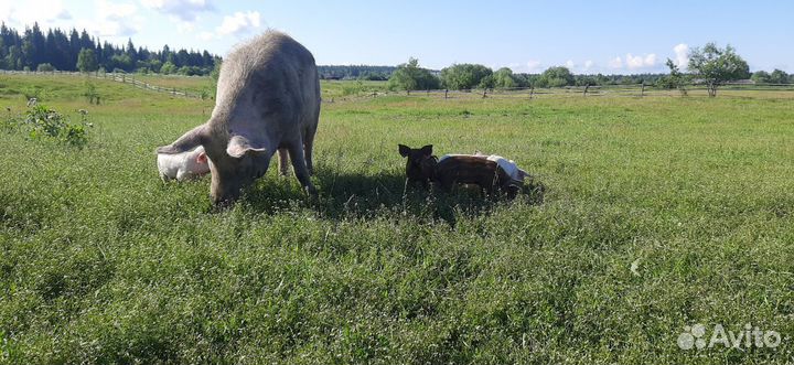Мясо свинина домашняя