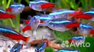 Неон голубой