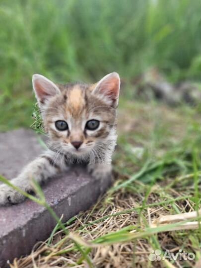 Котят подкинули в коробке