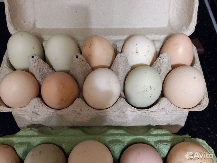 Домашние куриные яйца