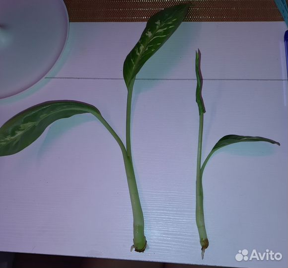 Диффенбахия тропик сноу