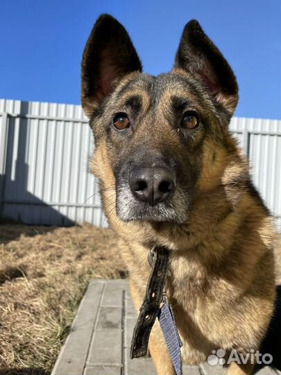 Собака в добрые руки