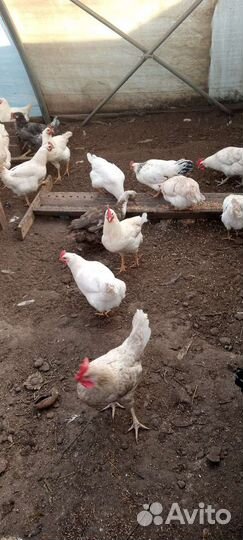 Петушки куры домашние,настоящий вкус