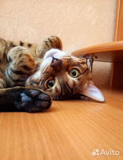 Бенгальский кот вязка