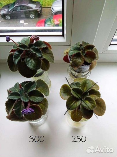 Фиалка синяя