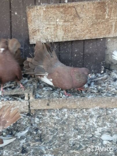 Голуби павлины