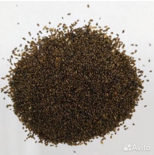 Семена подорожника большого