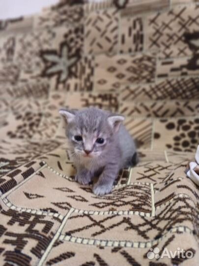 Отдам котят в добрые руки бесплатно