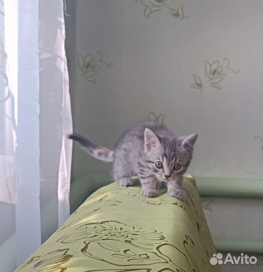 Шотландский прямоухий мальчик