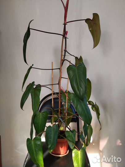Филодендрон