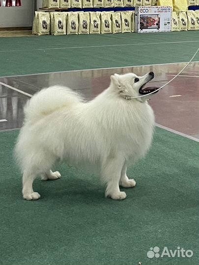 Японский шпиц вязка