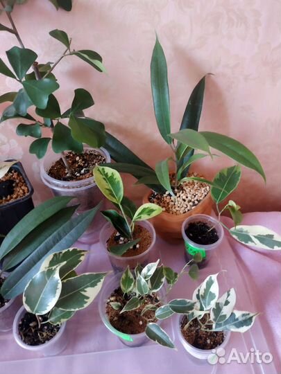 Излишки сортовых фикусов