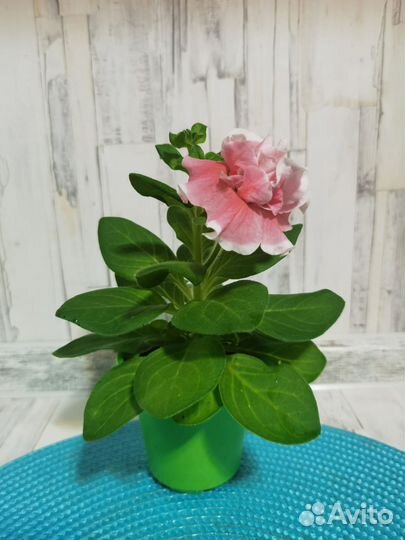 Рассада петунии махровой