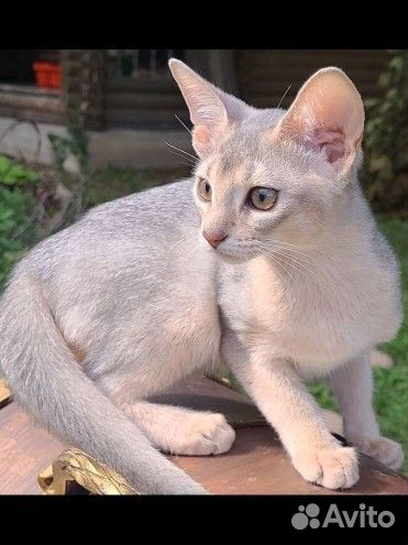 Абиссинская