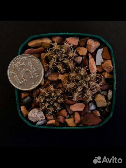 Кактус Gymnocalycium mihanovichi v stenogonum