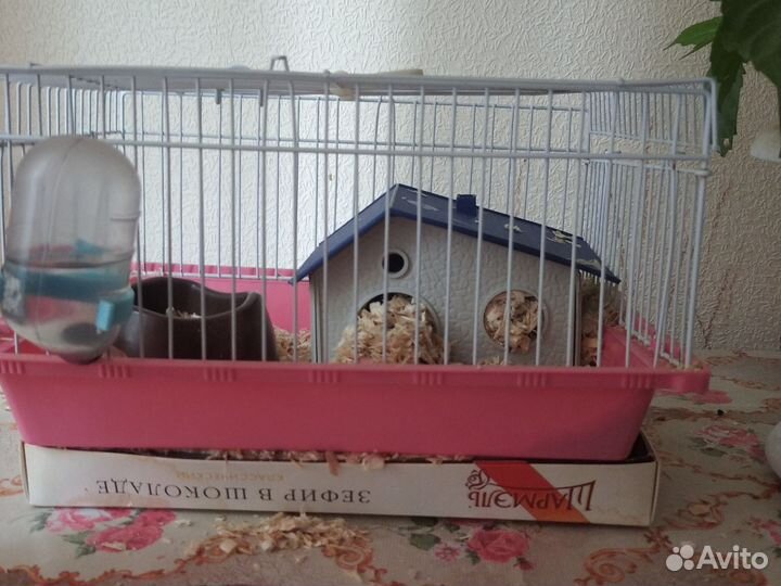 Хомяк
