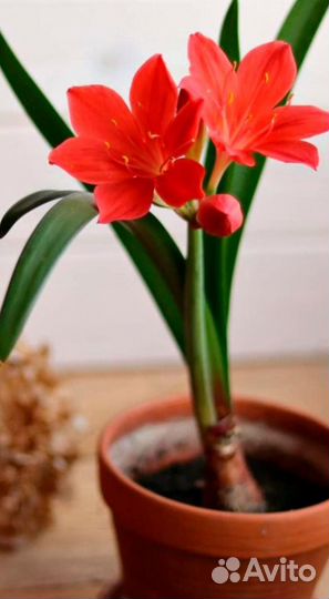 Комнатные растения цветы