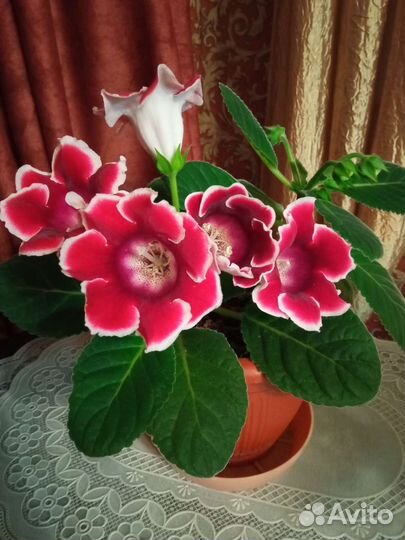 Глоксиния, листы с клубнями