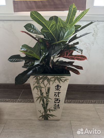 Цветок кротон