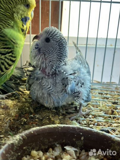 Волнистые попугаи чехи