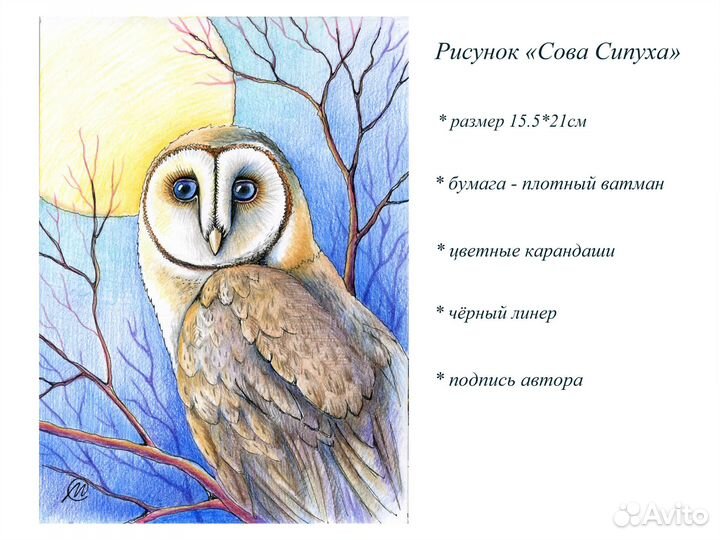 Рисунок сова сипуха