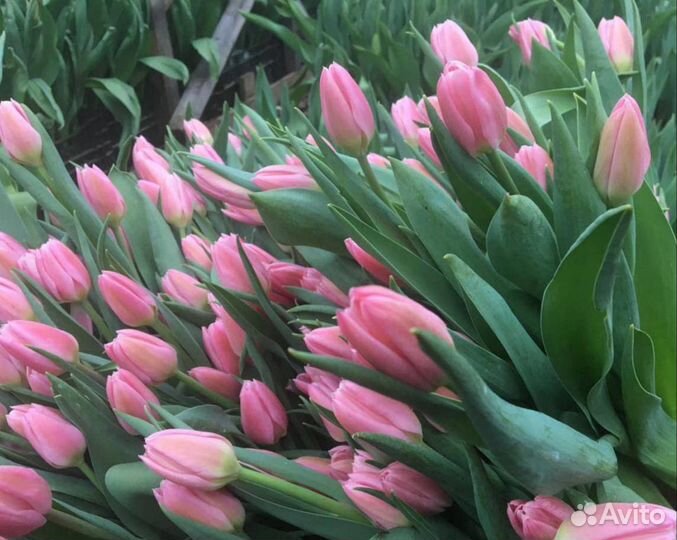 Тюльпаны к 8 марта