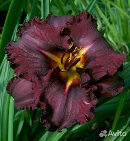 Набор лилейников 