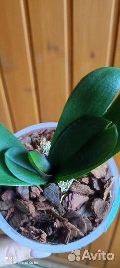 Орхидеи бабочки