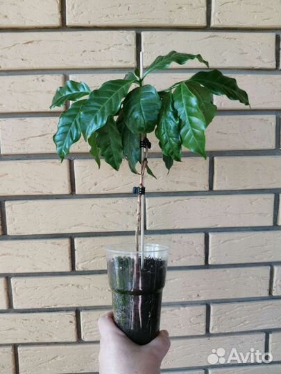 Саженцы кофе Арабика