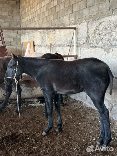 Жеребчик самоход