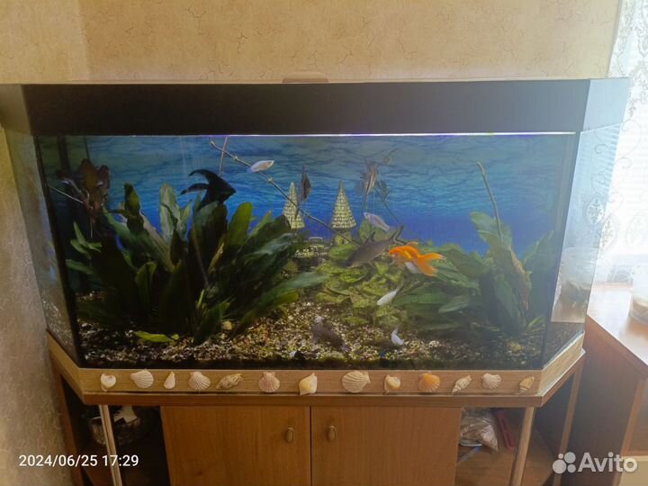 Аквариум