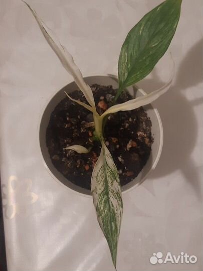 Спатифиллум Нью Ван