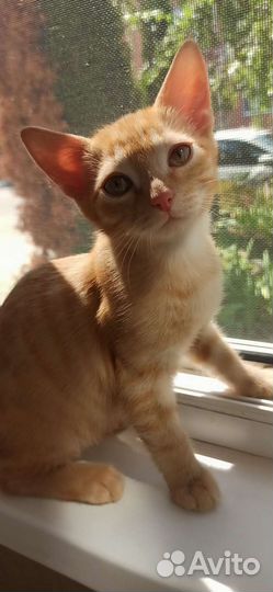 Рыжий котенок