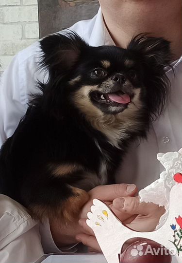 Чихуахуа дш кобель. Вязка