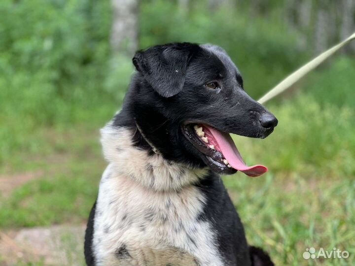 Собака бесплатно в добрые руки