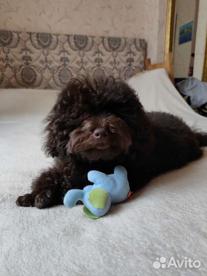 Той пудель шоколадный мальчик